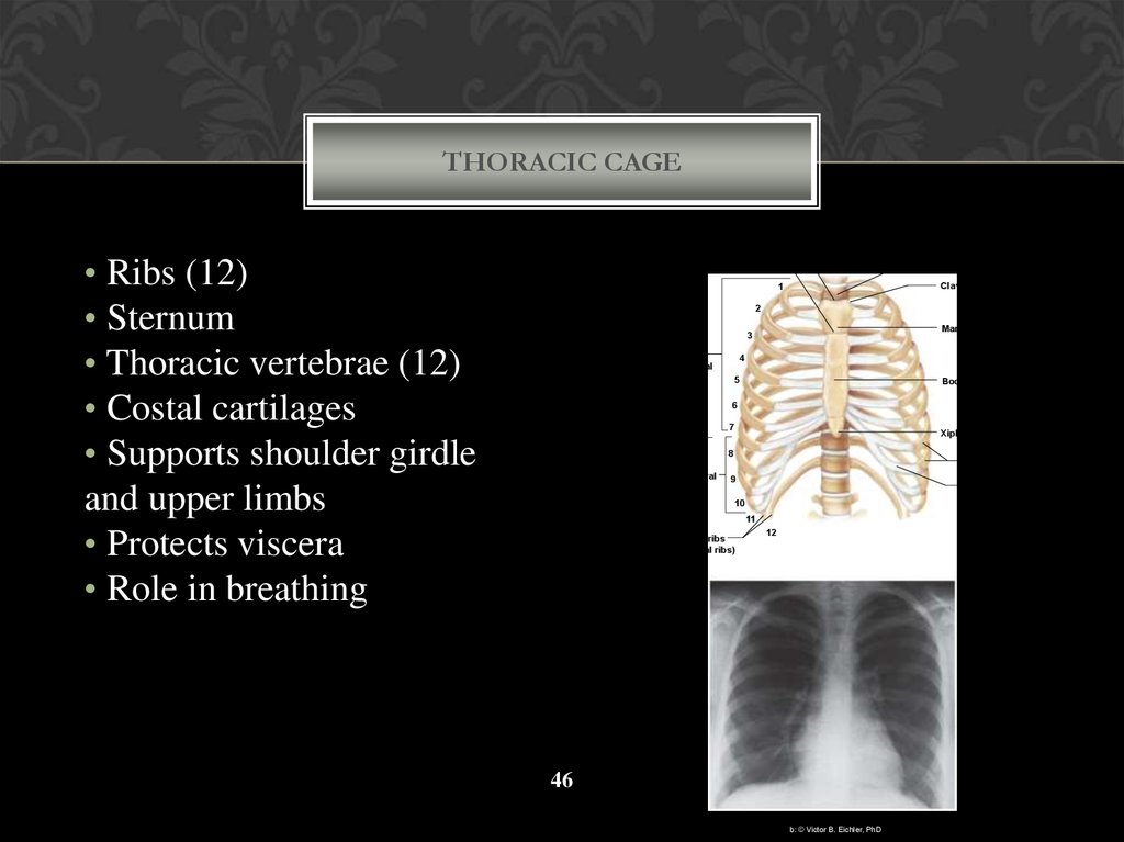 Thoracic Cage