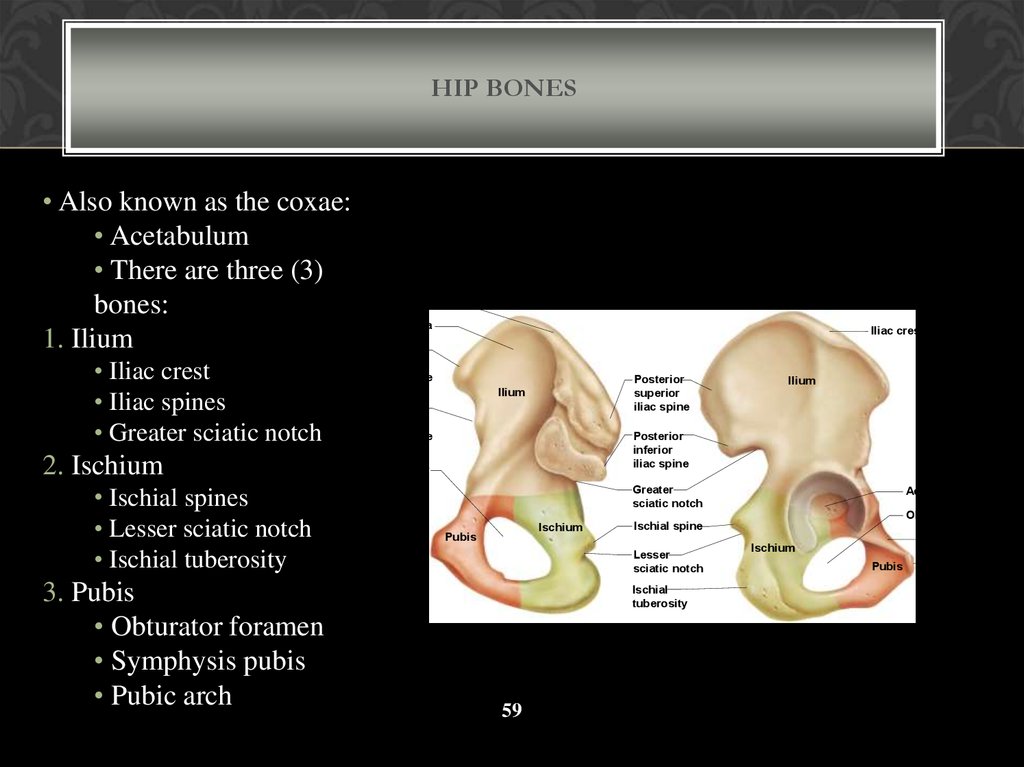 Hip Bones
