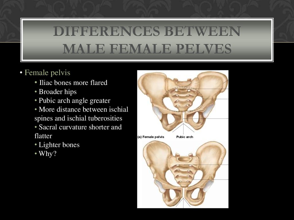 Differences Between Male Female Pelves