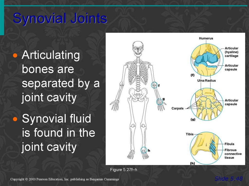 Bone Classification - online presentation