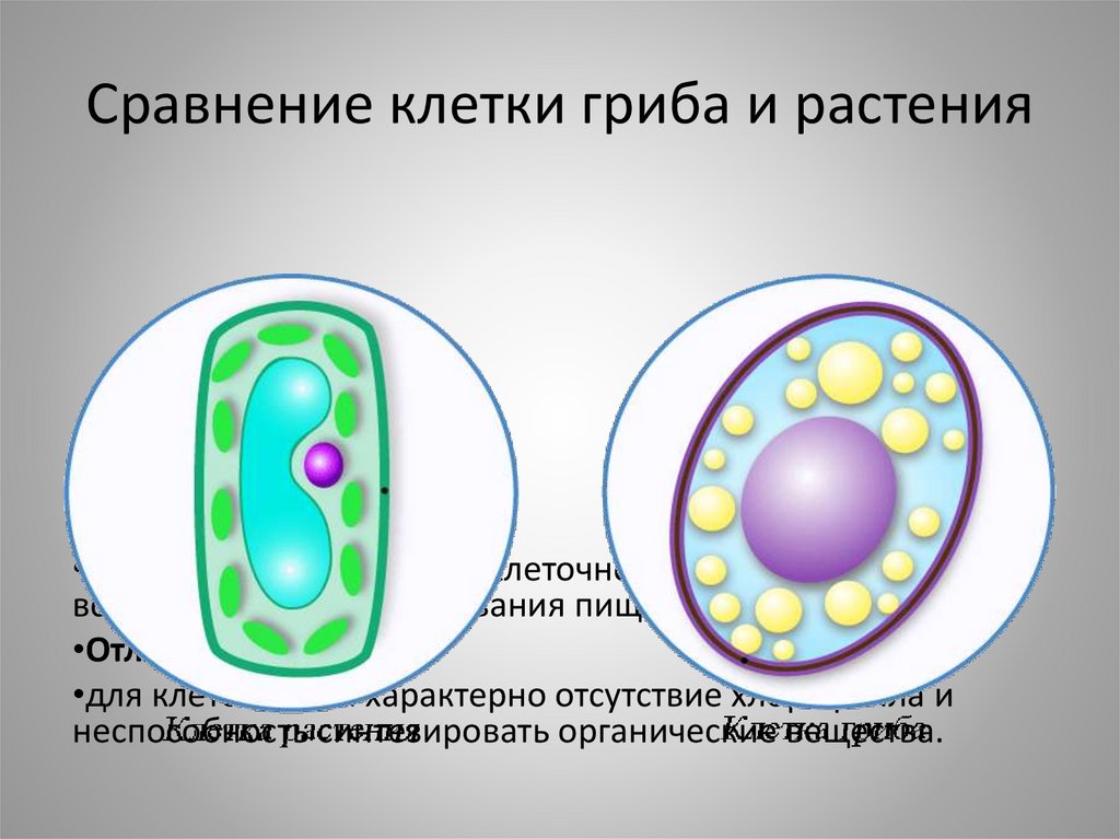 Отличие грибной клетки. Клетка гриба. Клетки грибов растений и животных.