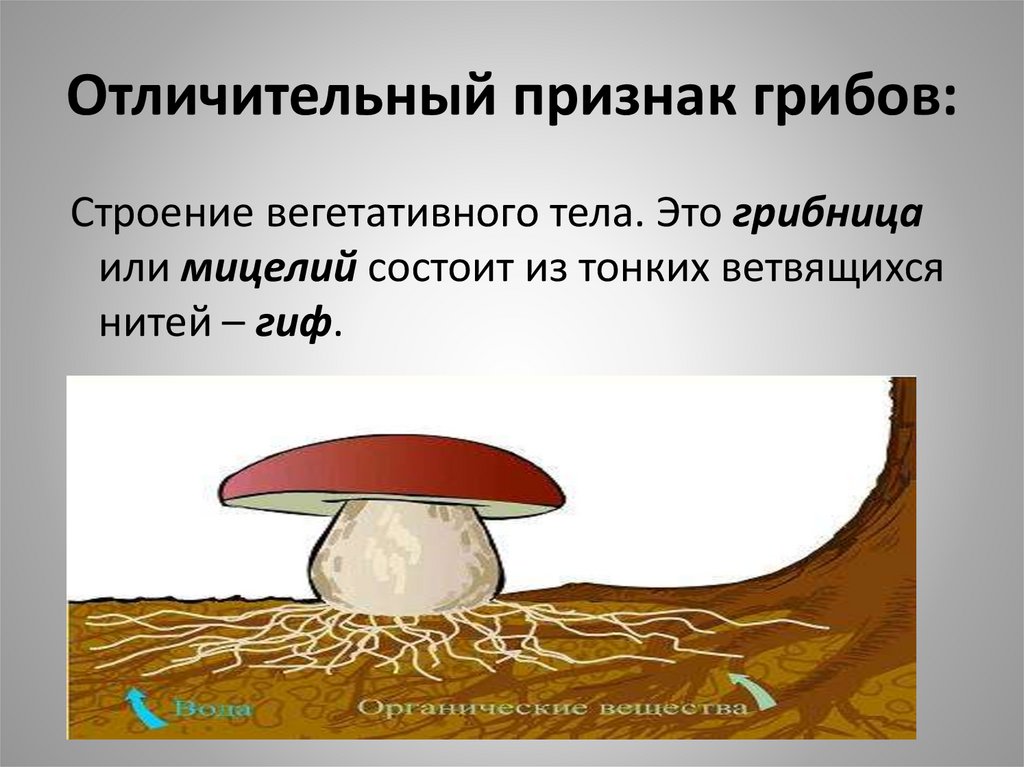 Определите признаки грибов