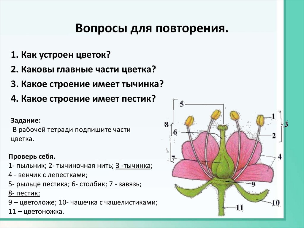 Две главные части цветка. Пестик покрытосеменных растений. Главные части цветка. Расположение частей цветка на цветоложе. Какое строение имеет цветок.