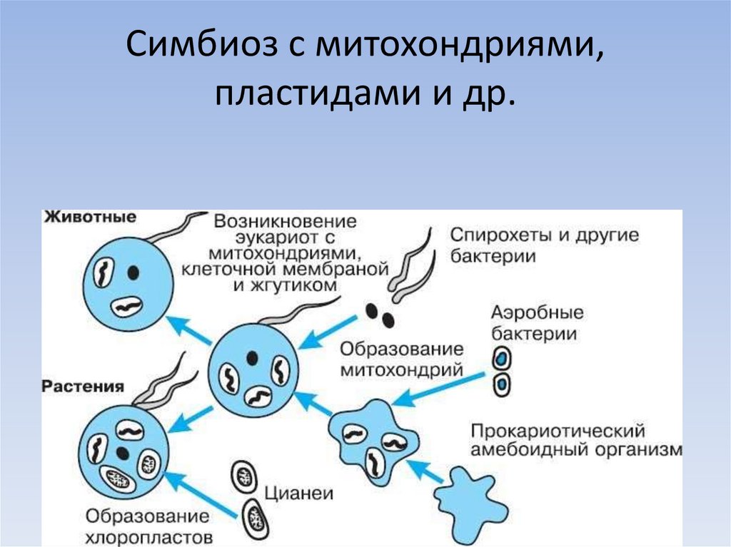 Какая гипотеза происхождения эукариотической клетки показана на рисунке