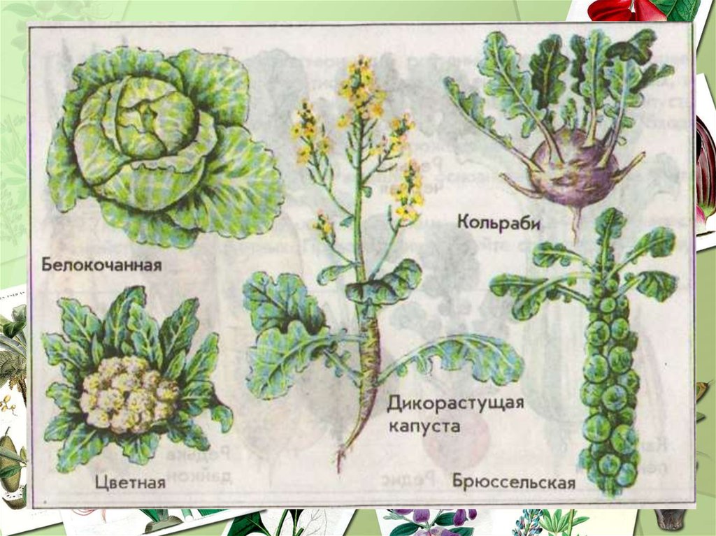 Крестоцветного растения капусты огородной