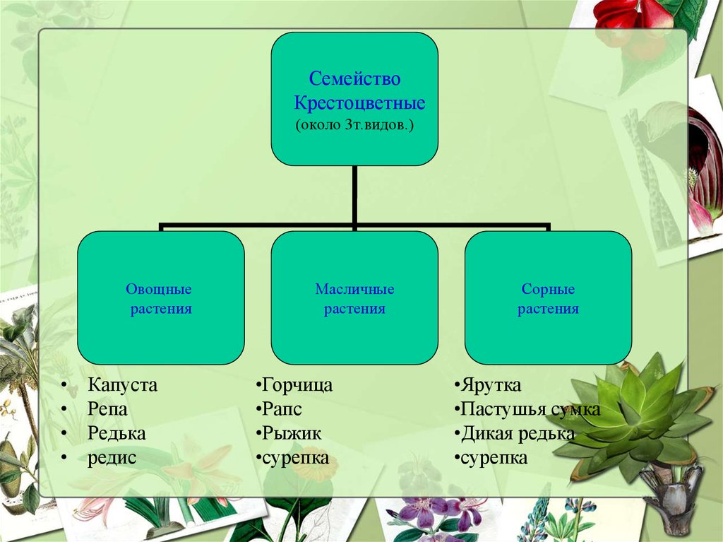 Многообразие семейств. Значение растений крестоцветных растений. Значение семейства крестоцветных таблица. Крестоцветные растения таблица. Растения семейства крестоцветных.