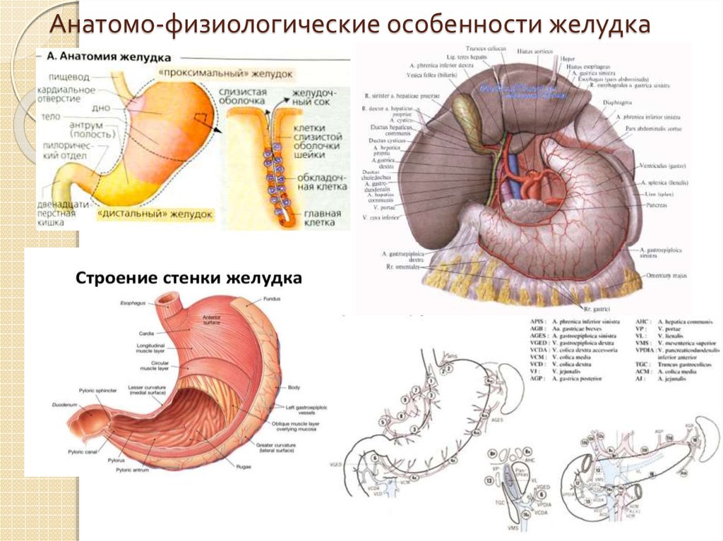 Желудок головной мозг печень. Анатомо физиологическое строение желудка. Анатомо-физиологические особенности двенадцатиперстной кишки. Строение желудка анатомия латынь. Анатомо-физиологическое строение двенадцатиперстной кишки.