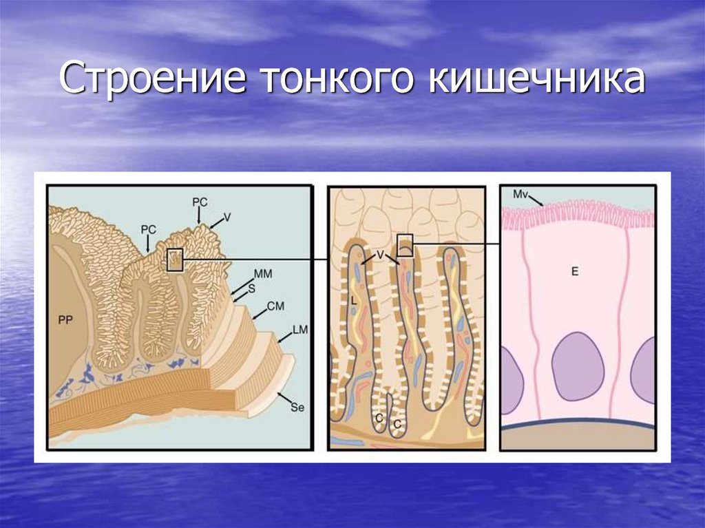 Моторная функция тонкого кишечника