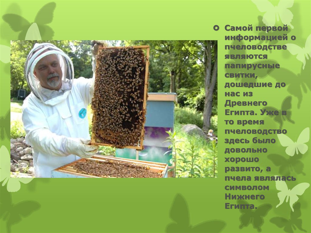Пчеловодство доклад 3 класс. Пчеловодство презентация. Сообщение о пчеловодстве. Пчеловодство доклад. Пчеловодство для презеньтаци.