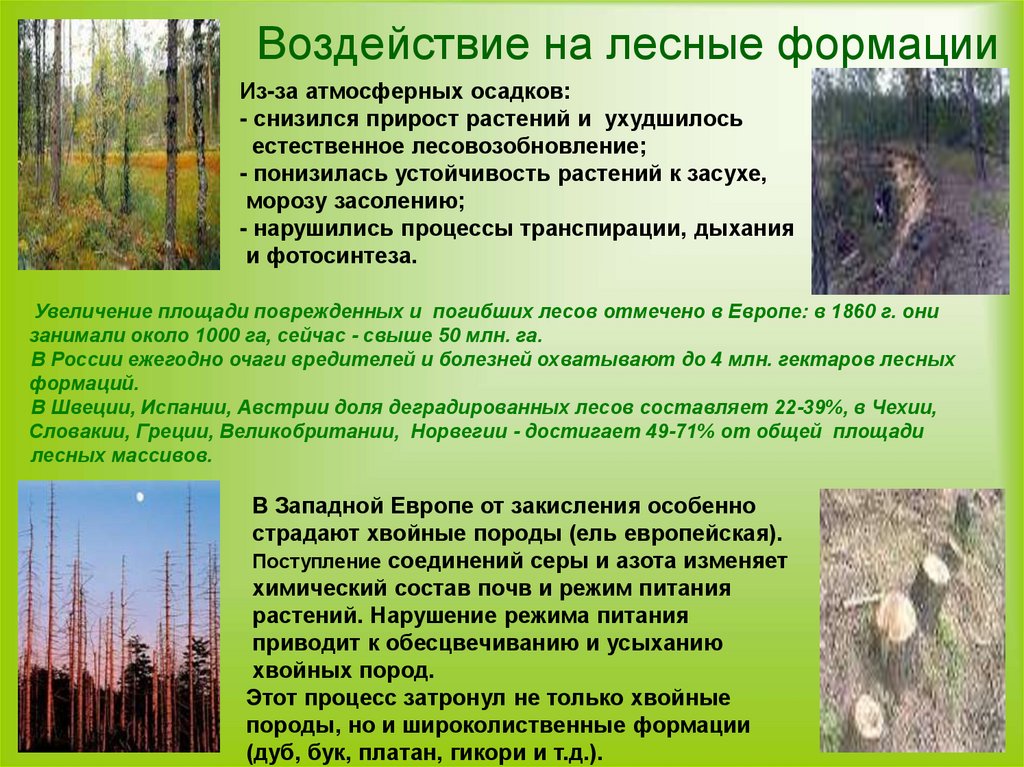 Воздействие на лесные формации
