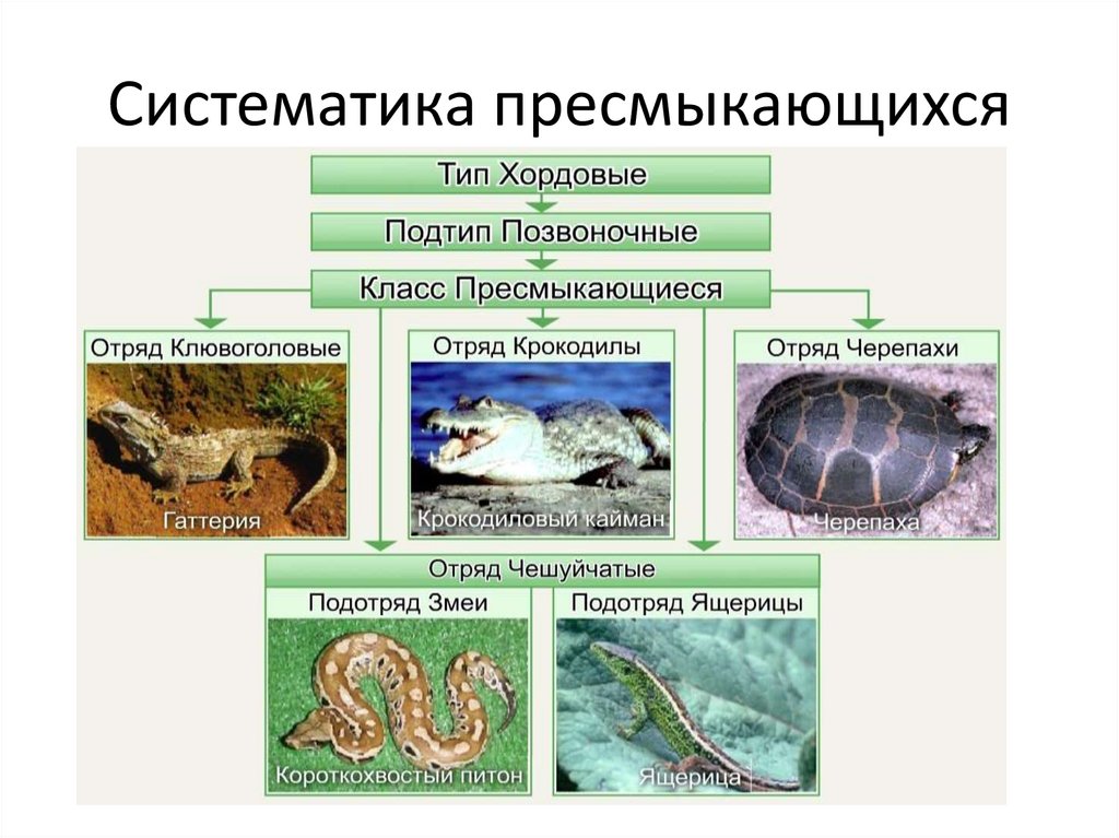 Схема класс пресмыкающиеся 7 класс