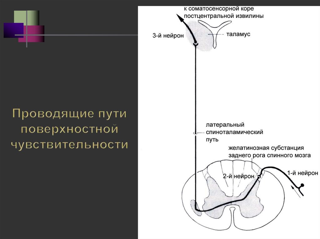 Поверхностные пути. Спиноталамический путь поверхностной чувствительности. Проводящие пути поверхностной чувствительности неврология. Проводящие пути поверхностной чувствительности схема. Поверхностная чувствительность проводящий путь.