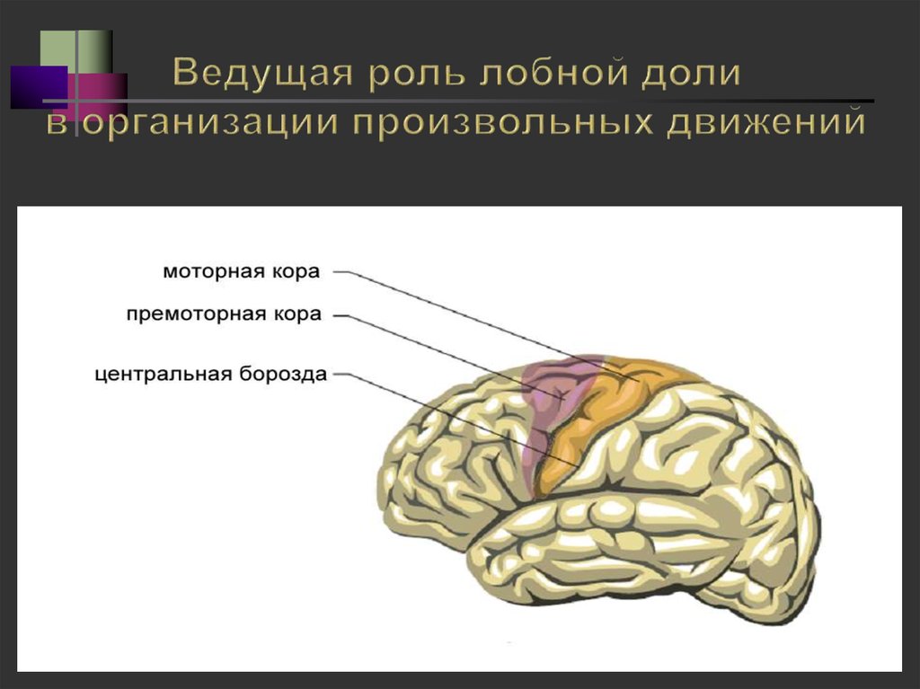 6 долей мозга