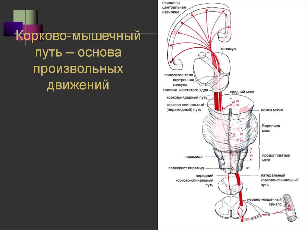 Нисходящий пирамидный путь. Корково спинномозговой путь неврология. Кортико нуклеарный путь схема. Кортико мышечный путь неврология. Кортико нуклеарный путь неврология.