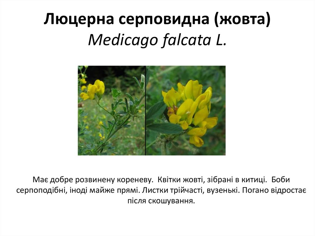 Люцерна серповидна (жовта) Medicago falcata L.