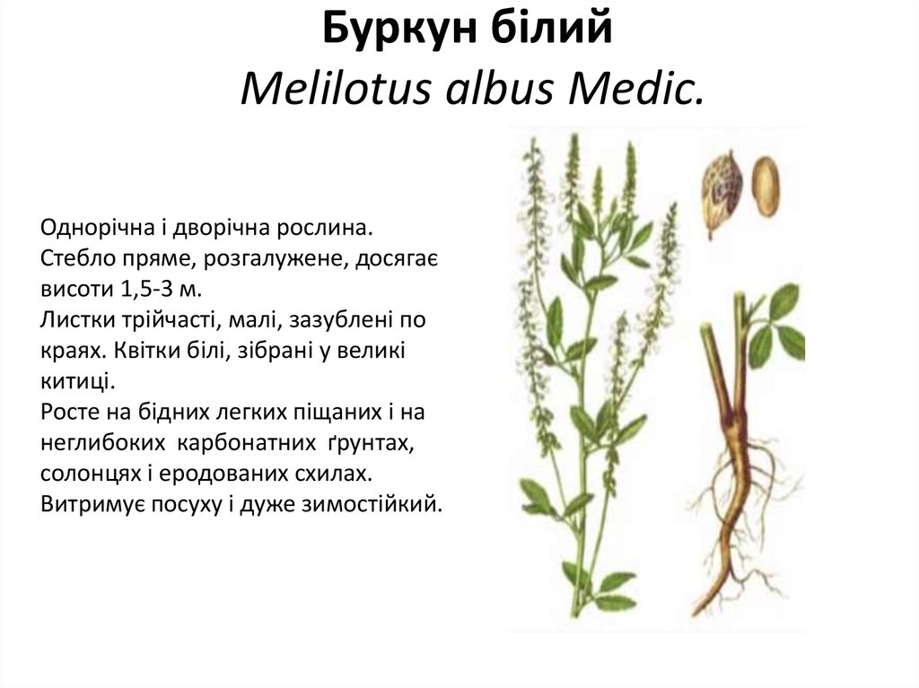 Буркун білий Melilotus albus Medic.