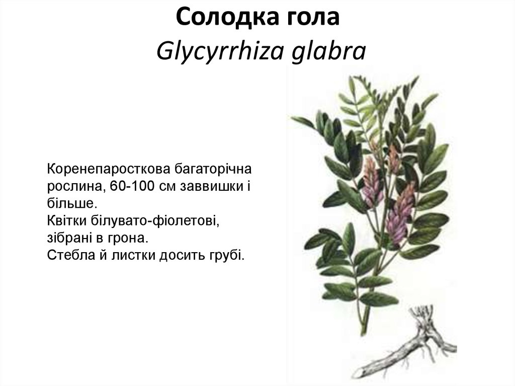 Солодка гола Glycyrrhiza glabra
