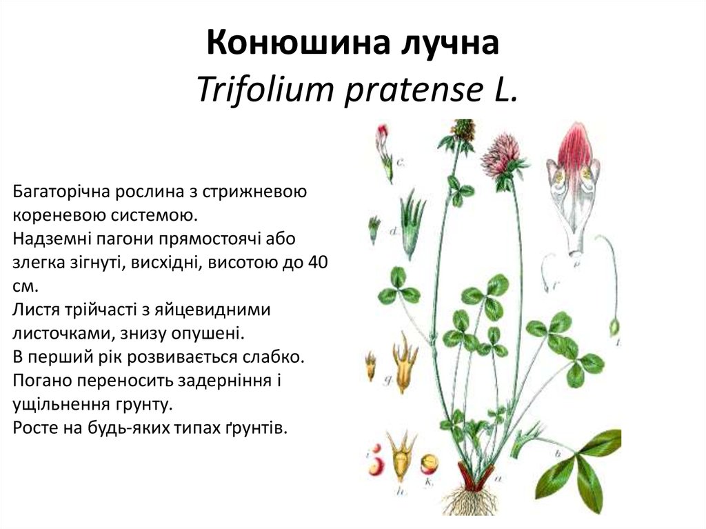 Конюшина лучна Trifolium pratense L.