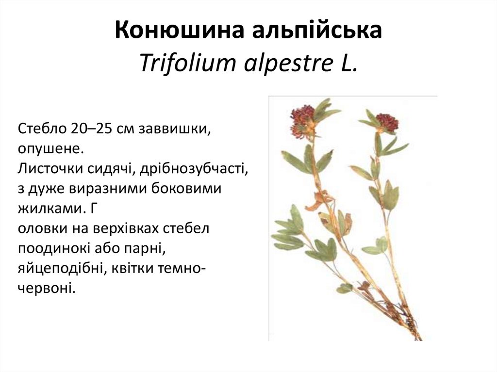 Конюшина альпійська Trifolium alpestre L.