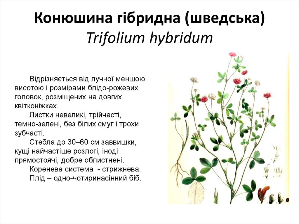 Конюшина гібридна (шведська) Trifolium hybridum