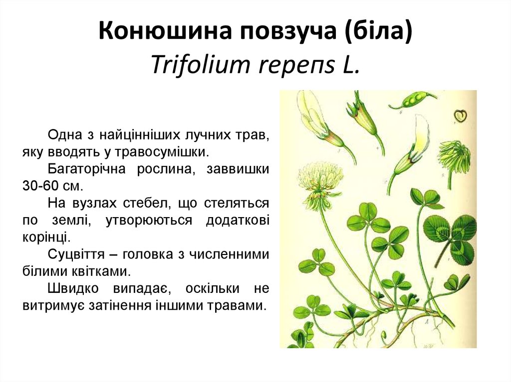 Конюшина повзуча (біла) Trifolium rерепs L.
