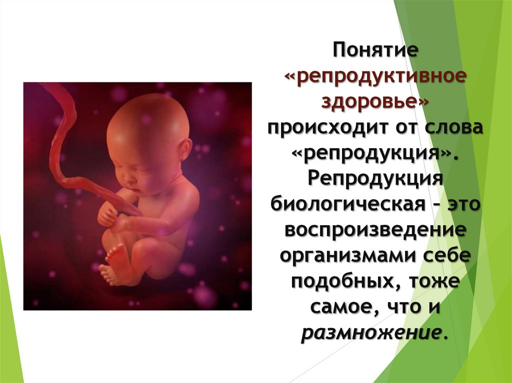 Репродуктивная система человека 8 класс биология презентация