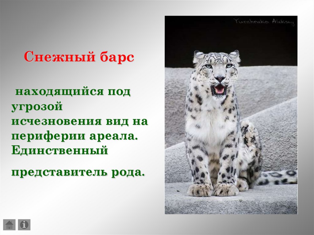 Барс читать. Снежный Барс красная книга. Животные красной книги снежный Барс. Снежный Барс презентация. Проект снежный Барс.