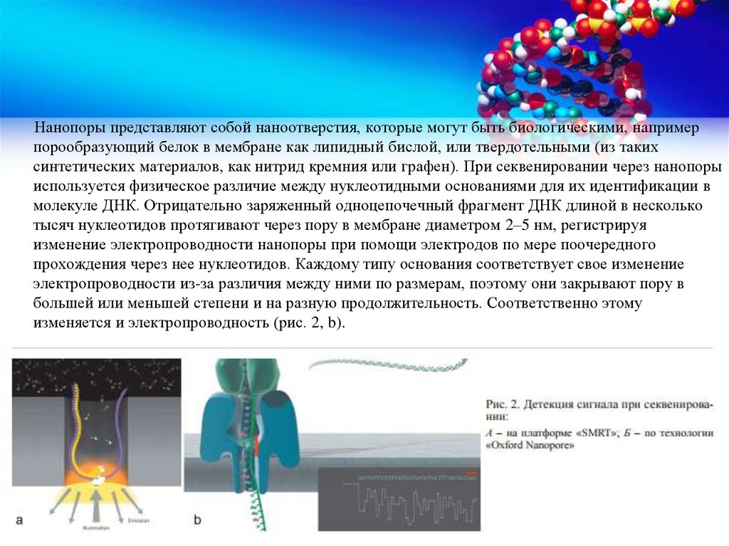 Презентация о днк