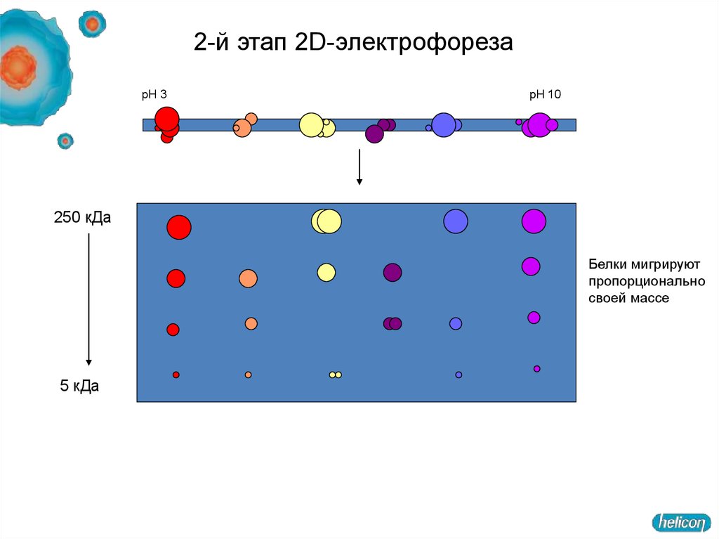 Электрофорез белков. Двумерный гель-электрофорез белков. Двумерный электрофорез белков. Нативный электрофорез белков. Принцип электрофореза белков.