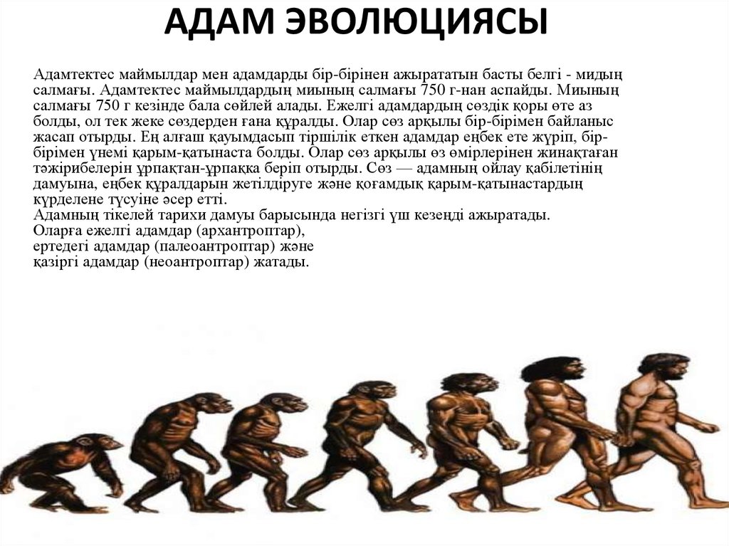 К предкам человека не относится. Эволюция. Антропогенез.