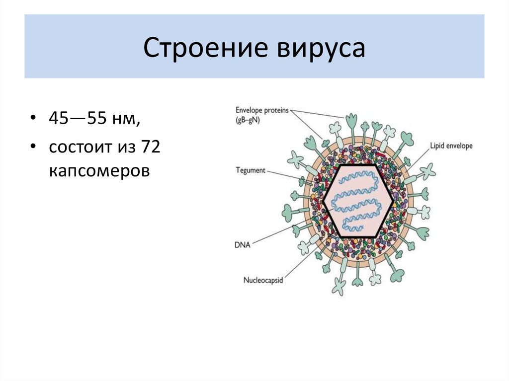 Характеристика строения вирусов