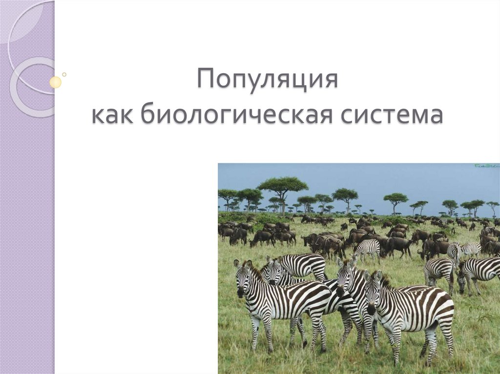 Презентация биологическое разнообразие как основное условие устойчивости популяций