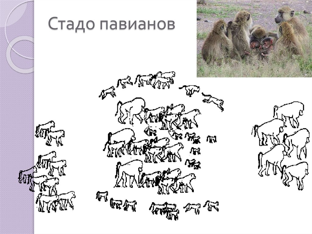 Группа горилл представленная на рисунке иллюстрируют структуру популяции