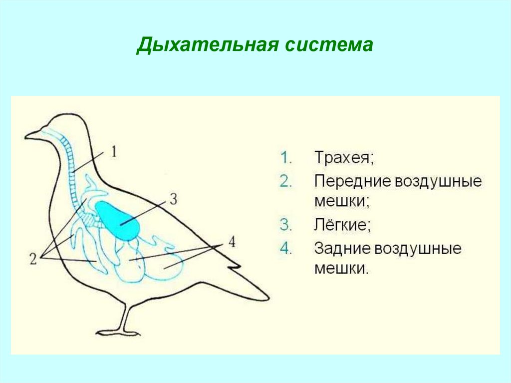 Класс птицы нервная. Строение дыхательной системы птиц. Органы дыхания птиц схема. Внутреннее строение птиц дыхательная. Нервная система система птиц.