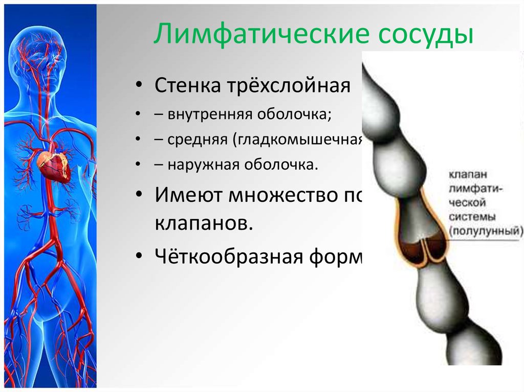 Крупные лимфатические сосуды