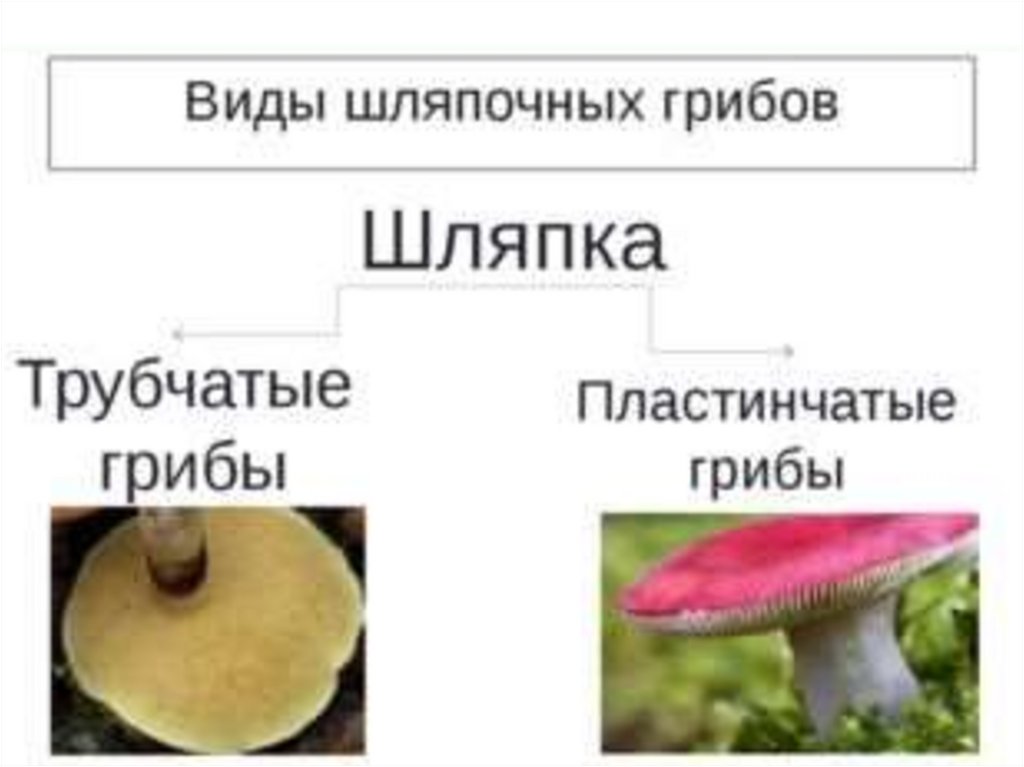 Голосеменные шляпочные грибы примеры. Виды шляпочных грибов. Трубчатые и пластинчатые грибы таблица. Шляпочные грибы делятся на. Строение шляпки гриба.