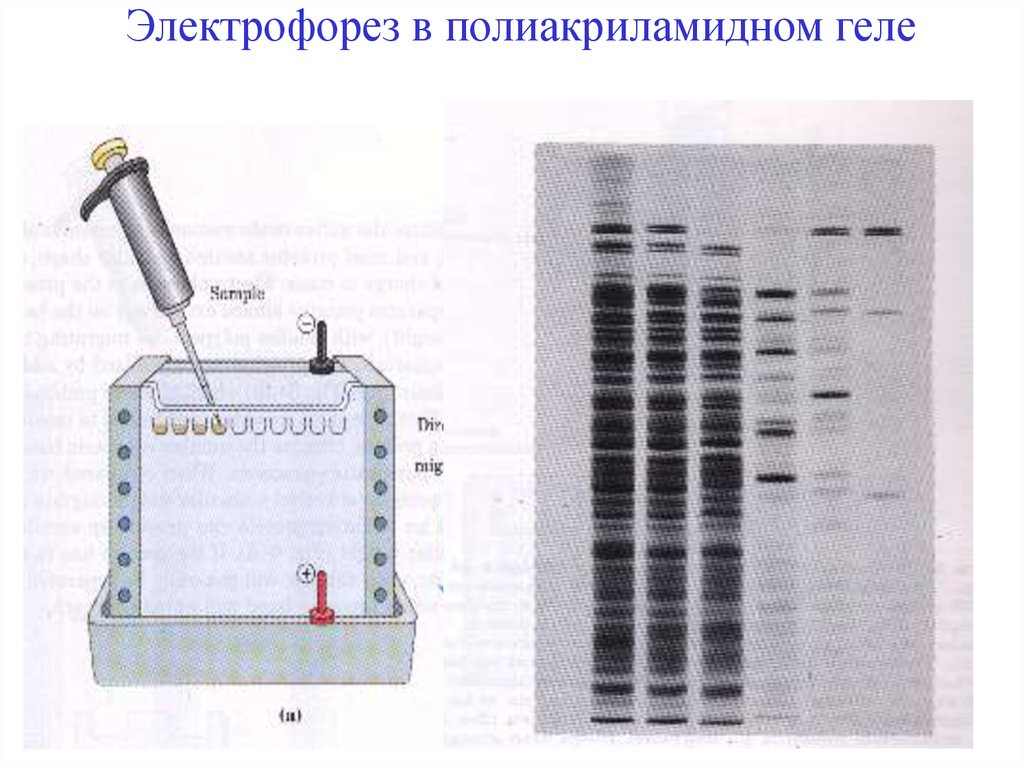 Электрофорез бывает. Вертикальный электрофорез в полиакриламидном геле. Электрофорез белков в полиакриламидном геле. Метод электрофореза в полиакриламидном геле. Разделение белков методом гель-электрофореза.