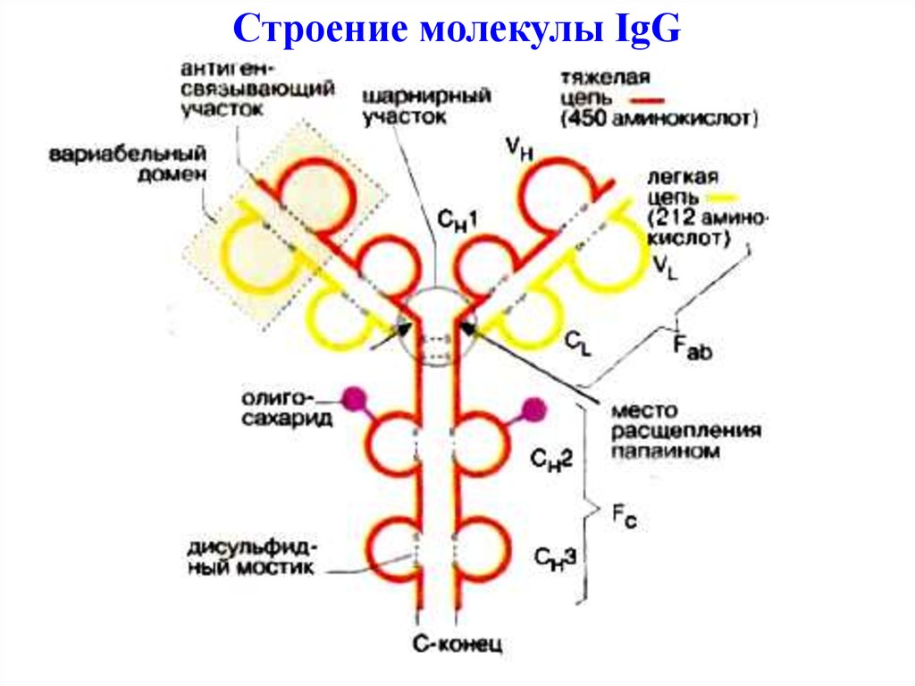 Схема иммуноглобулина. Структура иммуноглобулина биохимия. Строение молекулы иммуноглобулина IGG.. Структура молекулы иммуноглобулина g. Строение иммуноглобулина g иммунология.