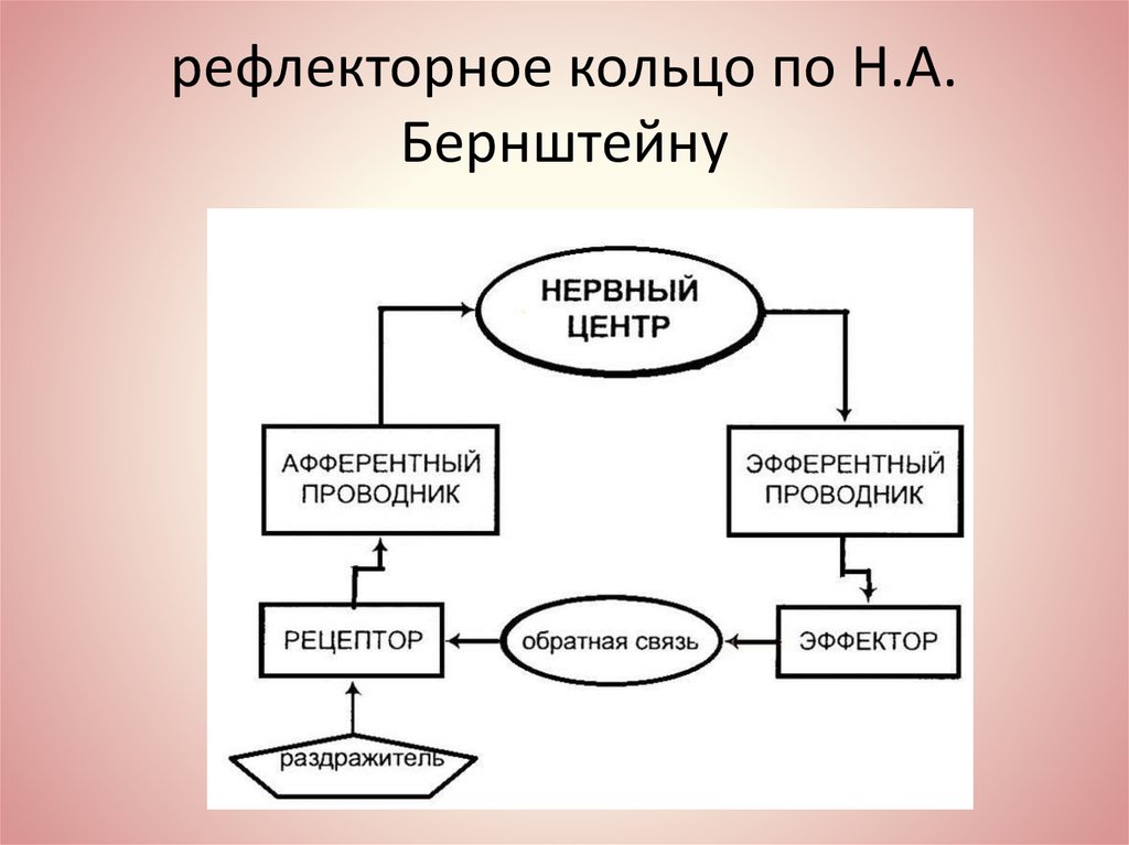 Доклад по теме 'Рефлекторное кольцо' А.Ф. Самойлова