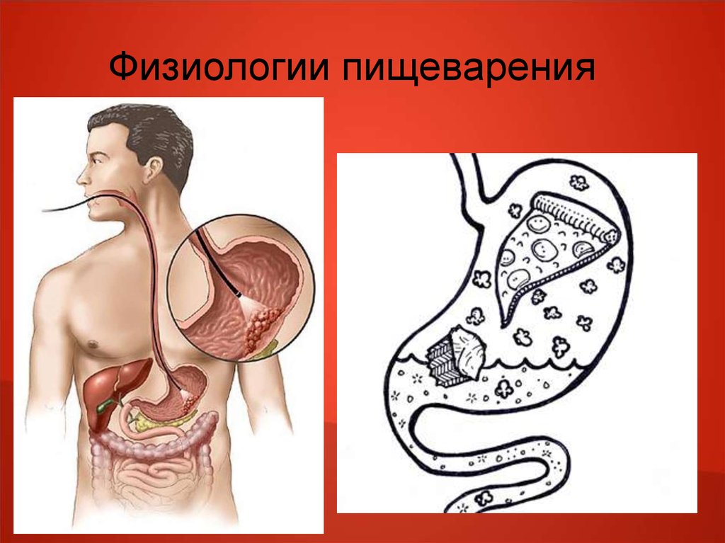 Презентация на тему физиология пищеварения