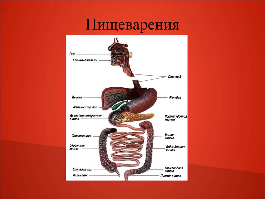 Физиология пищеварения презентация