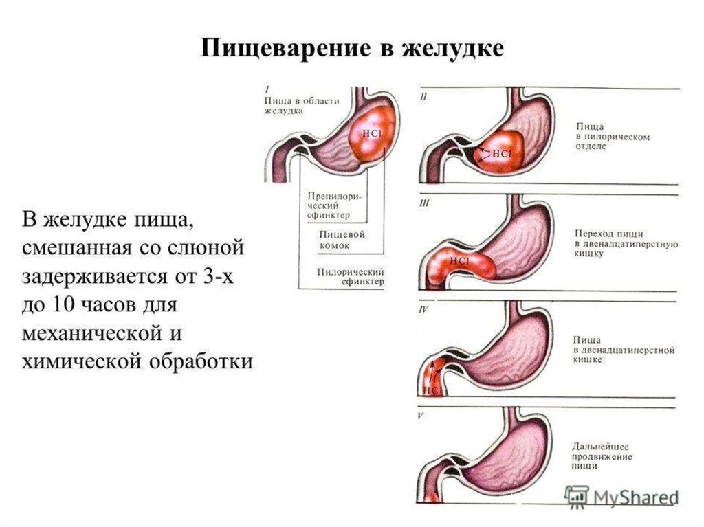 Схема переваривания пищи