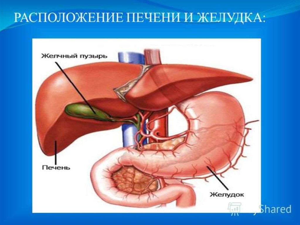 Фото расположения печени и желчного пузыря