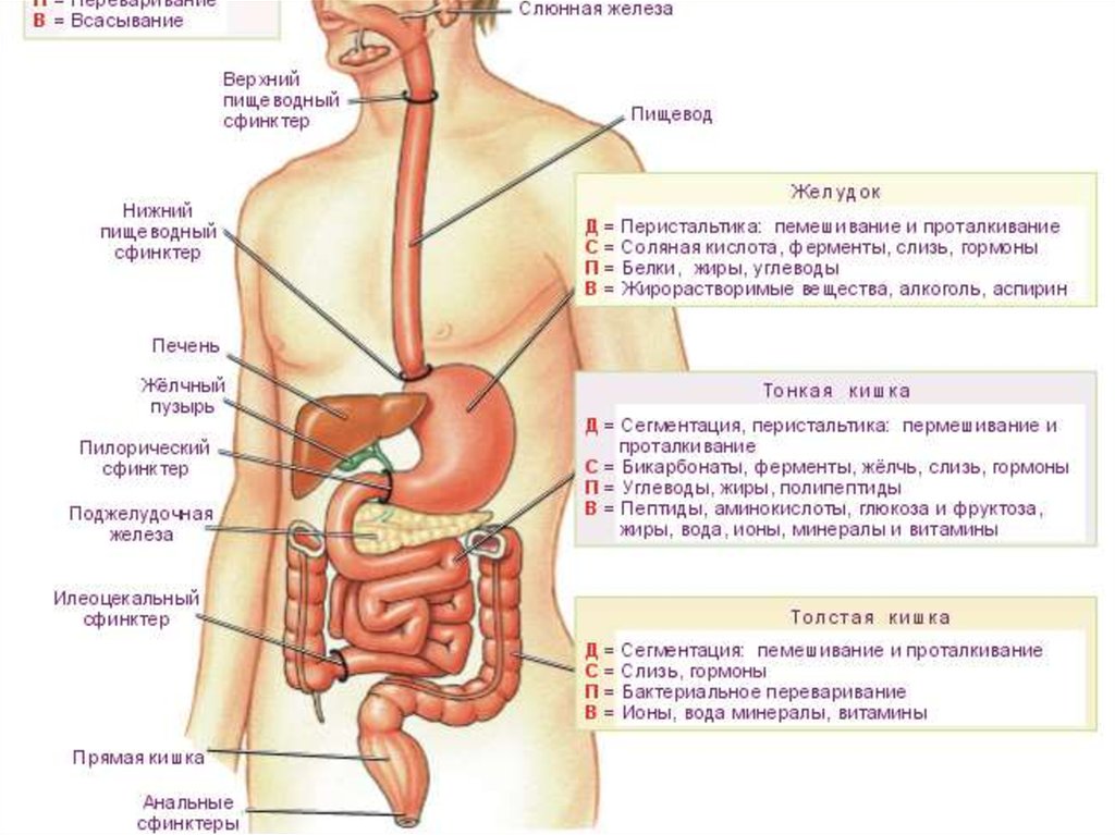 Пищевод всасывание. Желудок человека расположение. Где находится желудок у человека. Расположение и строение желудка. Желудок у человека располагается.