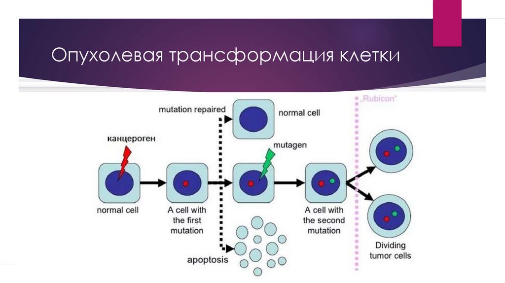 Обнаружены клетки трансформации