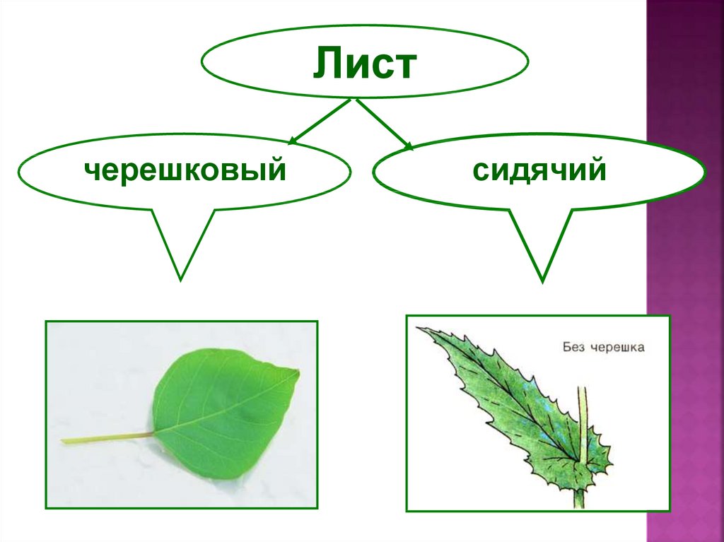 4 части листа