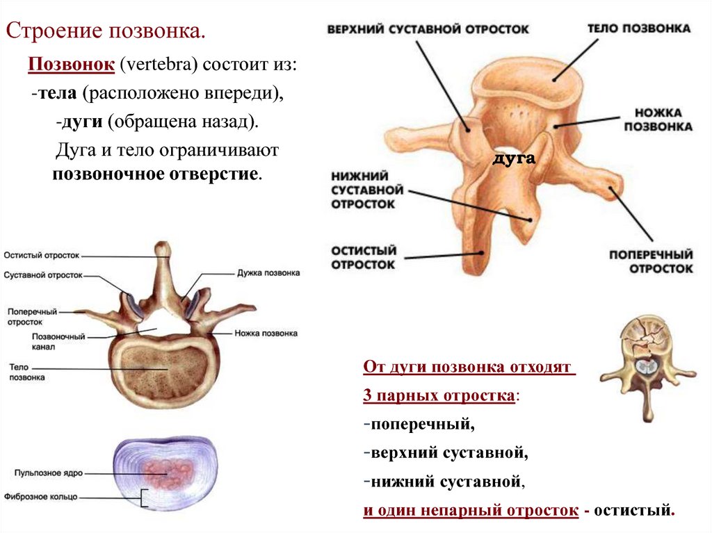 Нижний суставной отросток. Строение типичного позвонка сзади. Поясничный позвонок анатомия вид сбоку. Строение позвонка (основные данные о грудном позвонке).. Строение позвонков человека анатомия.