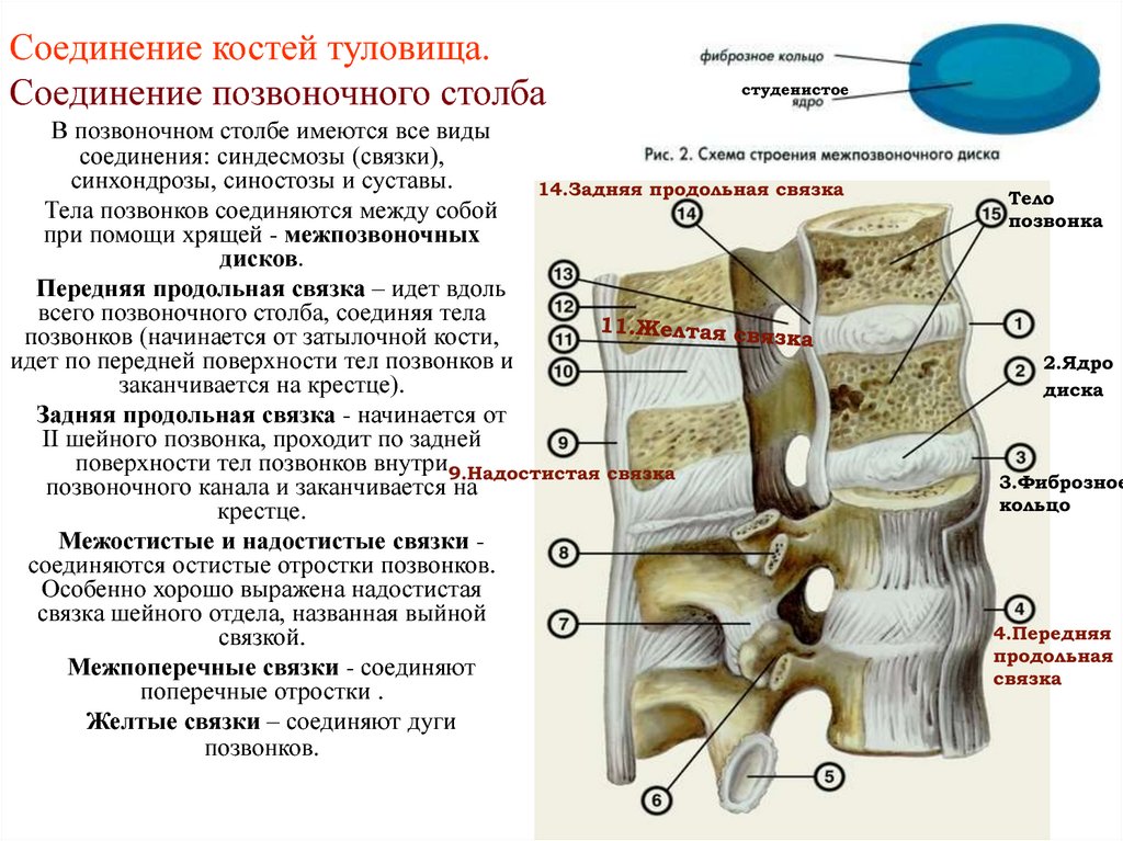 Скелет состоит из хрящевой ткани. Соединение позвонков вид сбоку. Соединение тел позвонков синдесмозы. Суставы соединяющие позвонки.