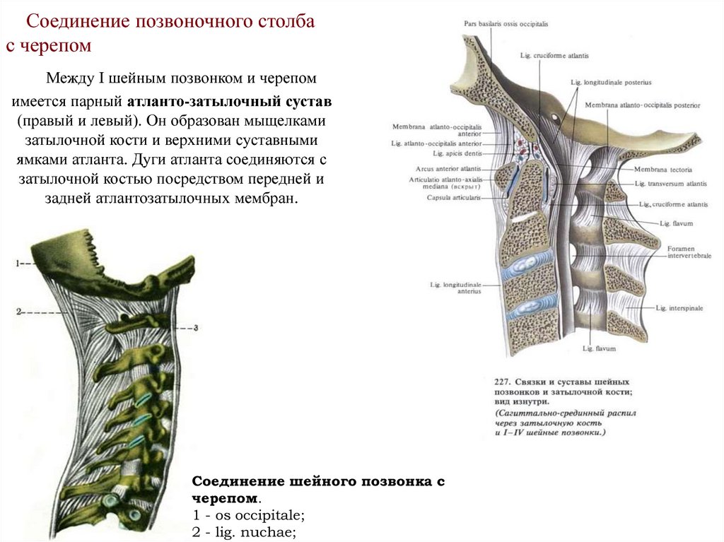 Соединения между затылочной костью. Соединение позвоночного столба с черепом анатомия. Атланто затылочные суставы позвоночника. Соединение шейных позвонков с черепом. Связки атланто затылочного сустава.
