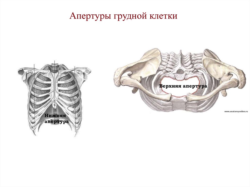Грудное отверстие. Верхняя Апертура грудной клетки. Верхняя Апертура грудной клетки латынь. Верхняя Апертура грудной клетки ограничена. Верхняя и нижняя Апертура грудной клетки.